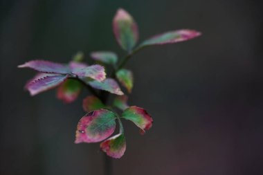 Bir bitki sonbahar yaprakları.