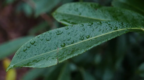 Regentropfen Auf Grünen Blättern — Stockfoto