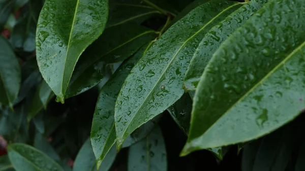 Σταγόνες Βροχής Πράσινα Φύλλα — Φωτογραφία Αρχείου
