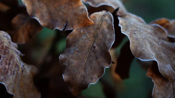 Folhas Árvore Durante Inverno — Fotografia de Stock