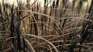 Kışın uzun otların.