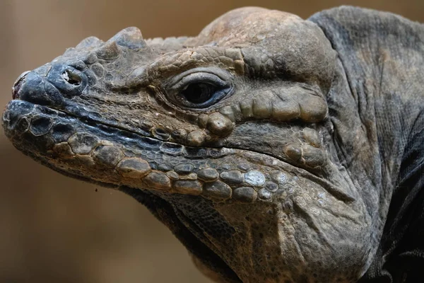 Headshot Iguana — Stockfoto