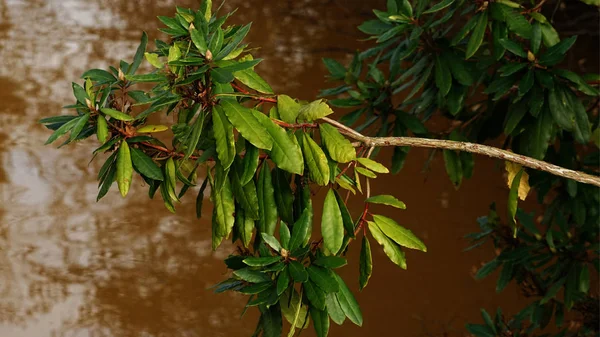 Grüne Blätter Winter — Stockfoto