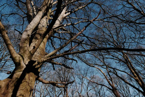 Árbol Desnudo Cielo Azul Invierno — Foto de Stock