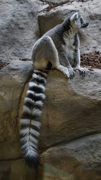 Kroužek Tailed Lemur — Stock fotografie
