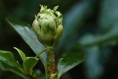 Mart ayında flowerbud ile yeşil bitki.