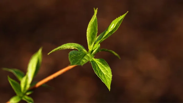 Folhas Novas Primavera — Fotografia de Stock