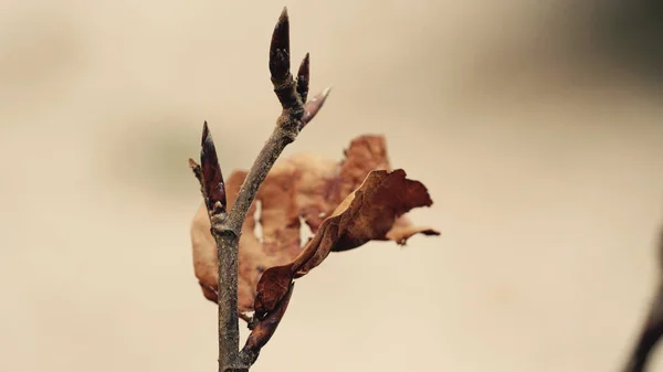 Zweig Mit Braunem Blatt Und Neuen Knospen — Stockfoto