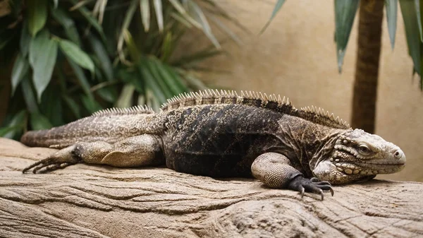 Reptil Zoo Antwerpen Belgien — Stockfoto