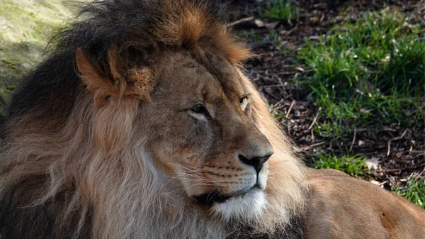 Lev Mužský Zoo Antverpách — Stock fotografie
