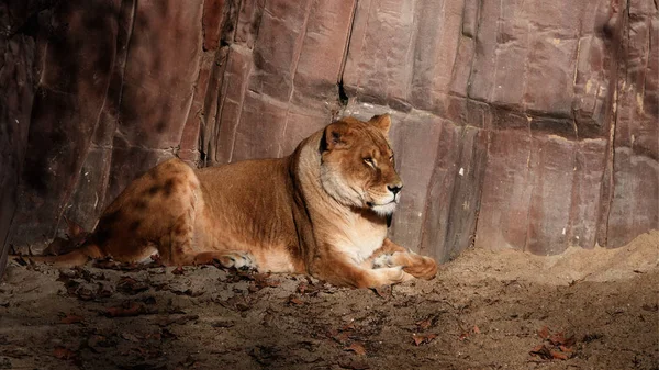 一只雄狮在清晨的阳光下休息 — 图库照片