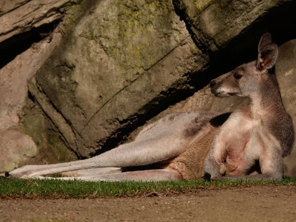 Känguru Legt Sich Zoo Antwerpen Hin — Stockfoto