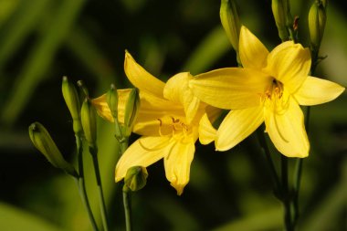 Bahçedeki sarı çiçekler.