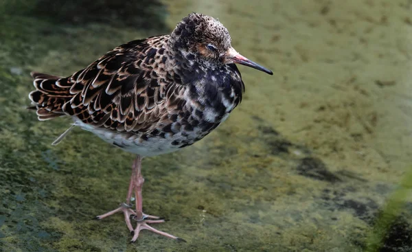 歩き回る鳥 — ストック写真