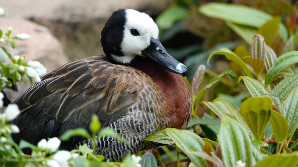 Ente Ruht Zwischen Grünen Pflanzen — Stockfoto