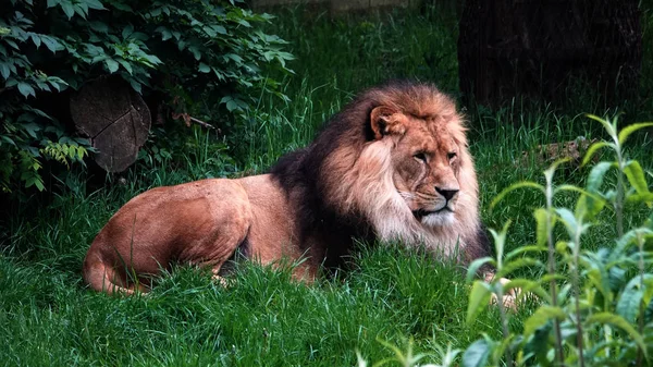 Ένα Αρσενικό Λιοντάρι Στο Ζωολογικό Κήπο Αμβέρσα Βέλγιο — Φωτογραφία Αρχείου