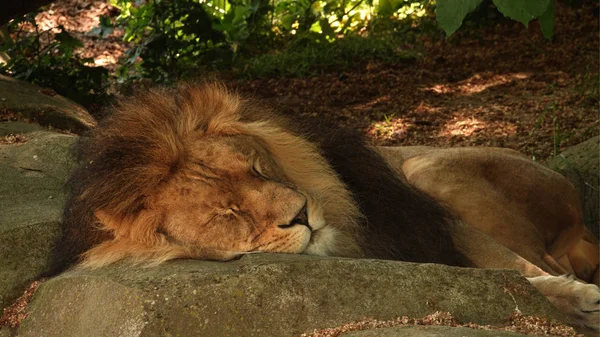 León Durmiendo Roca —  Fotos de Stock