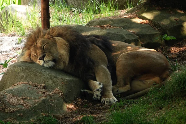 狮子睡在岩石上 — 图库照片