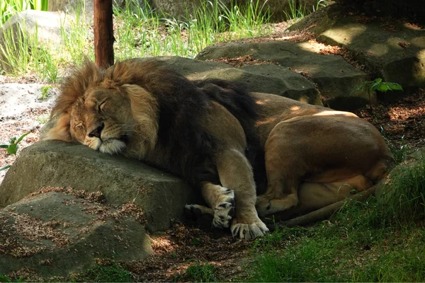 León Durmiendo Roca —  Fotos de Stock