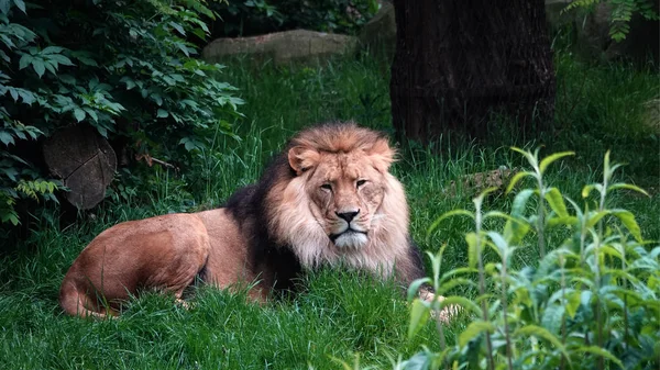 比利时安特卫普动物园的一只雄性狮子 — 图库照片