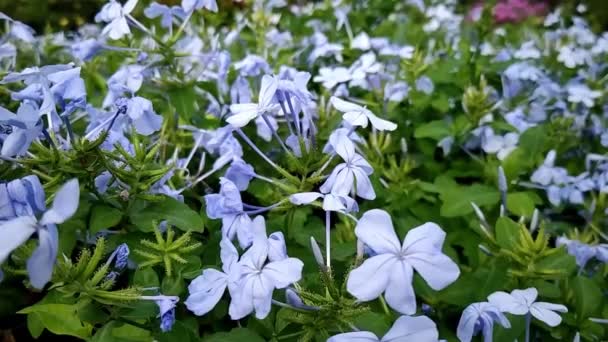 Mooie Bloemen Slingying Wind Onder Blauwe Hemel — Stockvideo
