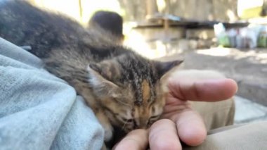 susuz kedi yavrusu emzirmek istiyorum