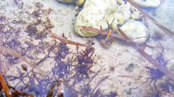 Algas Marinhas Corais Águas Límpidas Praia — Vídeo de Stock