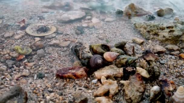 Grupo Caranguejos Eremitas Desfrutando Pôr Sol Uma Praia Recifes Coral — Vídeo de Stock