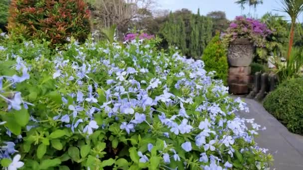 Hermosas Flores Balanceándose Brisa Bajo Cielo Azul — Vídeos de Stock