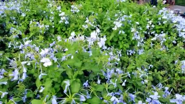 Gyönyörű Virágok Imbolygott Szellő Alatt Kék Skywild Majom Élvezi Élelmiszer — Stock videók