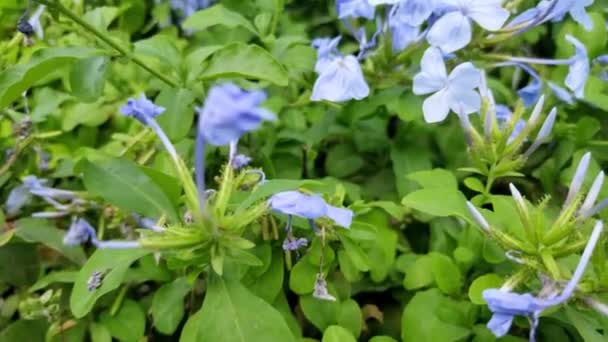 Hermosas Flores Balanceándose Brisa Bajo Cielo Azul — Vídeo de stock