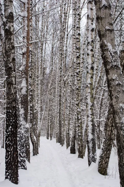 Kışın huş ağacı