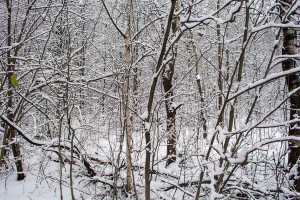 Karla kaplı ağaçlarla uzun kış