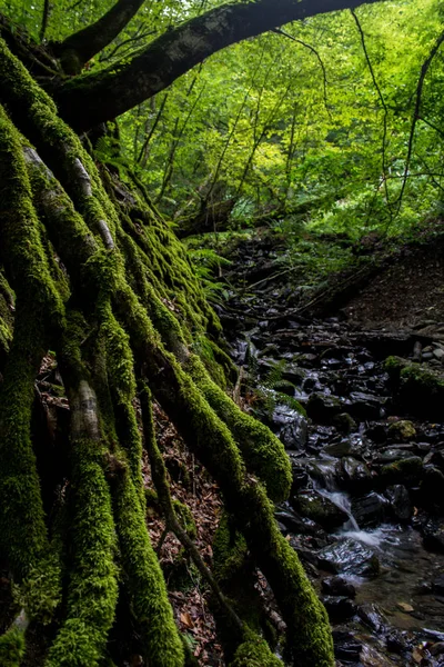 Yeşil bir ormanda dere yakınında kökleri üzerinde yeşil yosun ile Ağaç