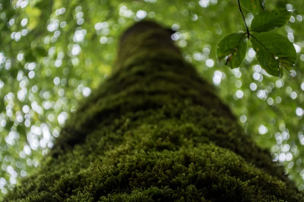 Ağaçtaki yeşil yosun