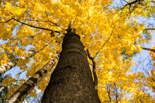 Doğal ortamda parlak sonbahar yaprakları. Sonbahar akçaağaç ağaçları, sarı doğa arka plan