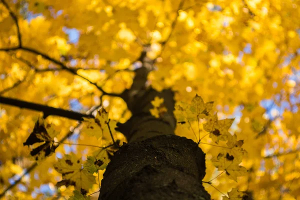 Doğal ortamda parlak sonbahar yaprakları. Sonbahar akçaağaç ağaçları, sarı doğa arka plan