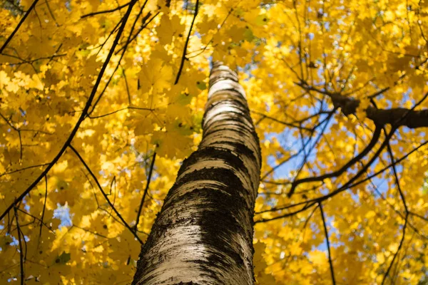 Doğal ortamda parlak sonbahar yaprakları. Sonbahar akçaağaç ağaçları, sarı doğa arka plan