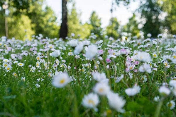Çiçeklenme. Papatya çayı. Çiçek papatya alan, yaz, seçici odak bir çayır üzerinde papatya çiçeği
