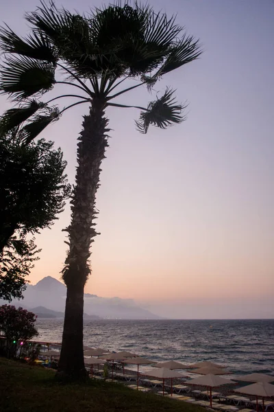 Palmiye ağaçları ve deniz ile plaj arka plan, denizde gün batımı