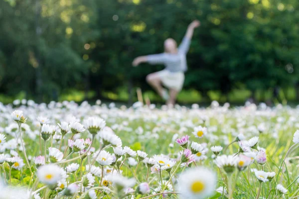 Çiçekli. Papatya. Çiçek açan papatya alanı, yaz aylarında bir çayır üzerinde papatya çiçekleri, bacground içinde Bale dansçısı, seçici odak