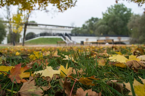 Güzel sonbahar parkında sarı, turuncu ve kırmızı sonbahar yaprakları ve yeşil çim