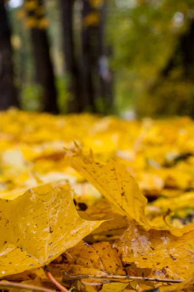 arka plan grup sarı sonbahar yaprakları. Açık.
