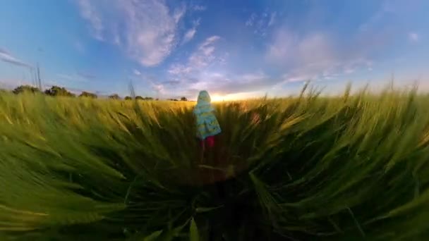 POV Dziecko działa koryta pól pszenicy podczas wakacji Ograniczenia podróży Happy Childhood 360 Vr Video First Person 8k Slow Motion — Wideo stockowe