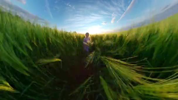 Bella bambina che corre attraverso campi di grano durante la vacanza vacanza Happy Family 360 Vr Filmati Prima persona 8k Slow Motion — Video Stock