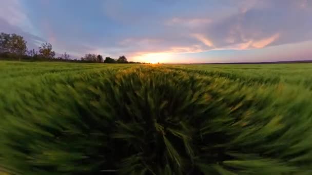 Cámara de tiro de dron revoloteando sobre el campo de trigo Lindo atardecer Parque natural de hora dorada al aire libre Breeze de verano Relax Holiday Country 360 VR Filmación en primera persona 8K Slow Motion — Vídeo de stock