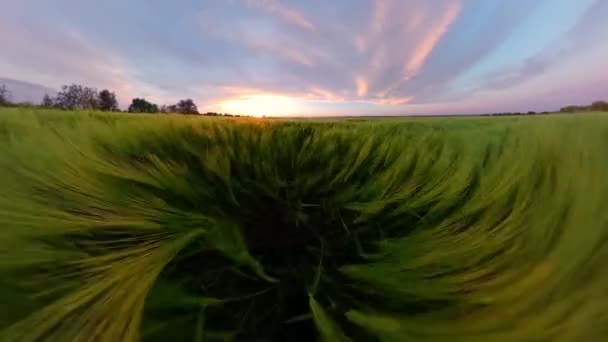 Voo aéreo com câmera de drone olhando para o pôr do sol voando sobre o campo de trigo Cute Sunset Golden Hour Agricultura Verde Bio Fora Ao Ar Livre Verão Breeze Relaxe Férias País 360 VR Filmagem Primeiro — Vídeo de Stock