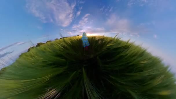 Toddler Perempuan Cute Menjalankan Trough Wheat Field Dalam The Summer Quarantine Nature Fun Happy Family 360 Vr Footage First Person 8k Slow Motion — Stok Video