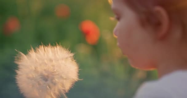 Close-Up Shot Of Little Cute Girl having Fun In the Park With Dandelion Kwiat Dzieciństwo Szczęście Wolność Wypoczynek Wakacje Beztroski Red Slow Motion 8k — Wideo stockowe