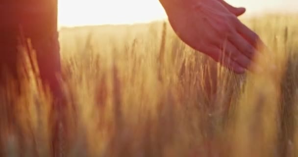 Homme agronome agriculteur marche à travers le champ de blé doré au coucher du soleil main masculine caressant l'oreille du blé à l'agriculture coucher du soleil Alimentation saine Relaxation ROUGE 8k Mouvement lent — Video